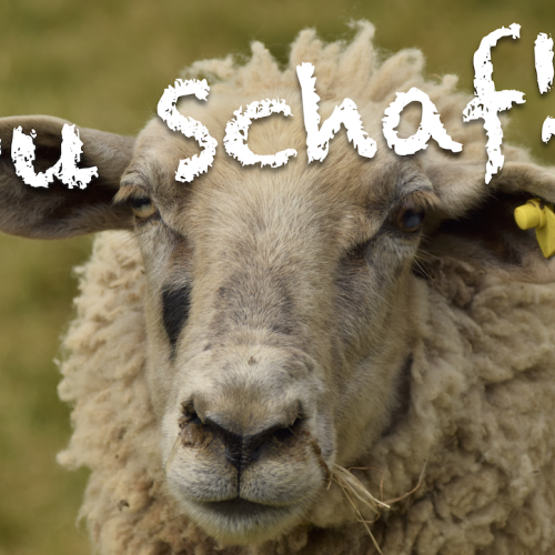 Bild von Schaf mit Spruch „Du Schaf?!“